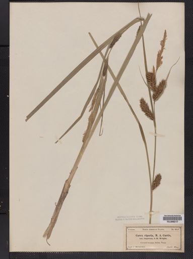 Carex lacustris