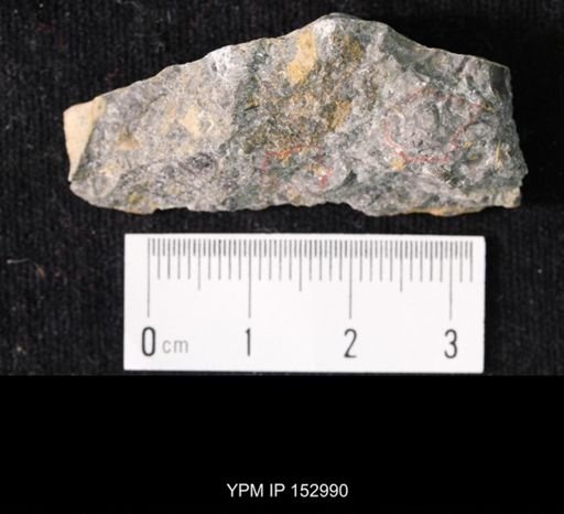 Crepicephalus sp.