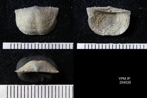 Chonetes sp.