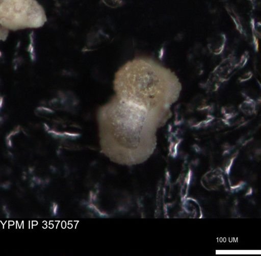 undet. Foraminiferida