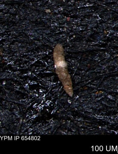 Verneuilinoides kansasensis