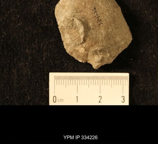 Agelacrinites pileus