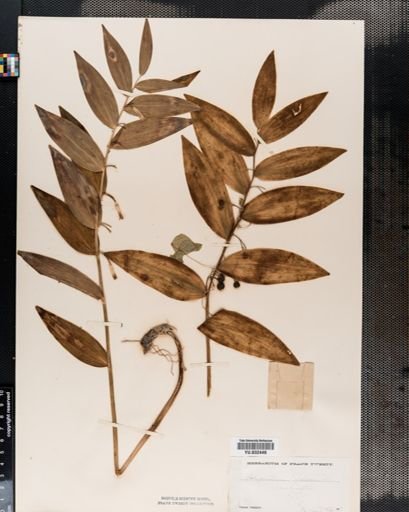 Polygonatum biflorum
