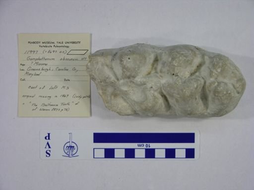 Gomphotherium obscurum