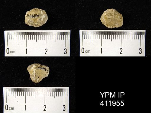 Derbya cf. bennetti