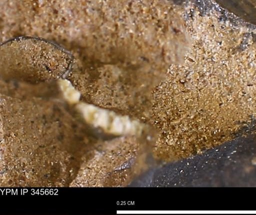 undet. Mollusca