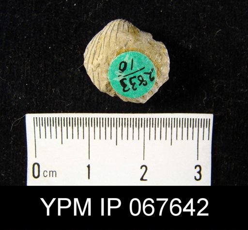 Anastrophia verneuili