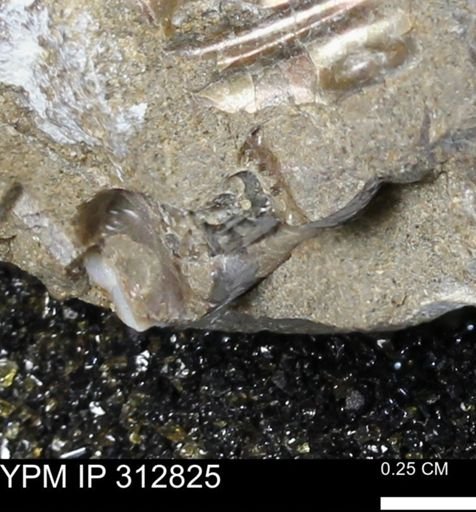 undet. Mollusca