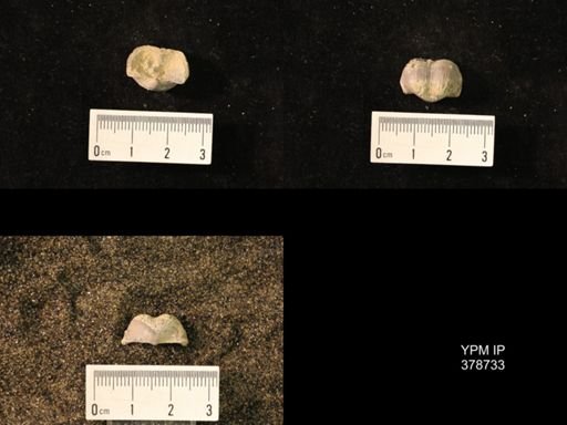 Marginifera wabashensis