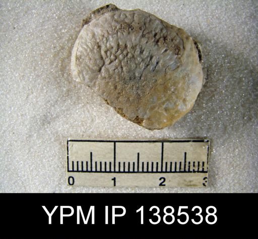 Strophalosia plicosa