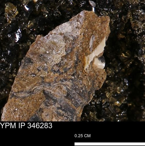 undet. Mollusca