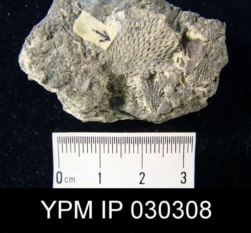 undet. Fenestellidae
