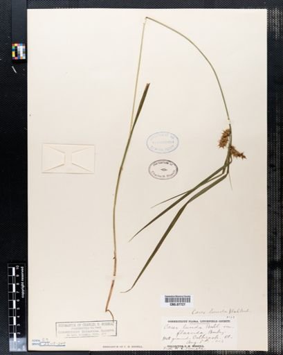 Carex lurida
