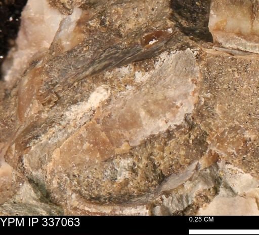 undet. Mollusca
