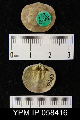 Dalmanella subcarinata