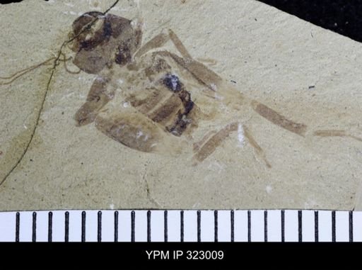 undet. Gryllidae