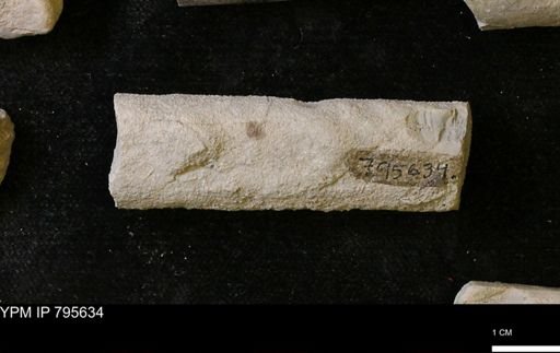 Baculites sp.