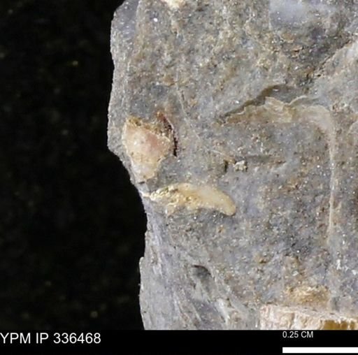 undet. Mollusca
