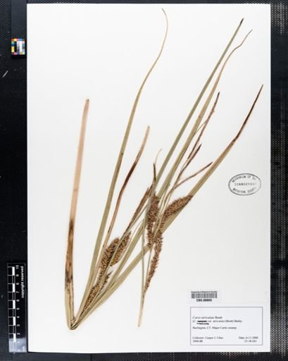 Carex utriculata