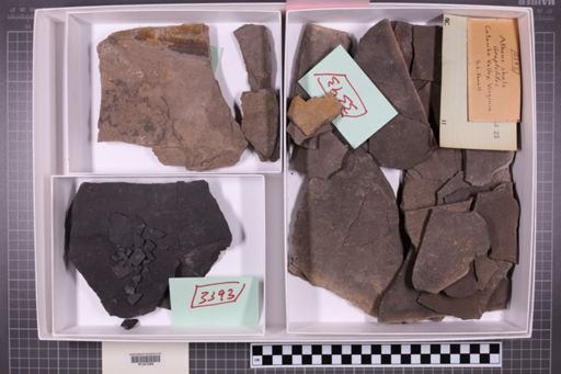 mixed taxa, stratigraphic collection