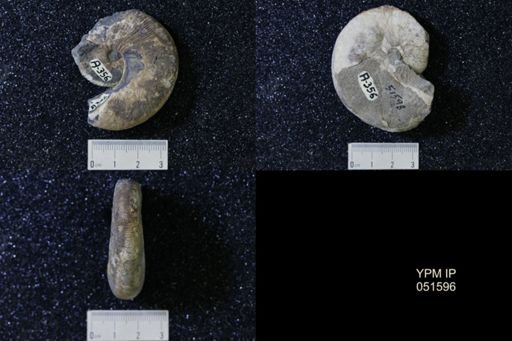 Hoploscaphites nicolletii