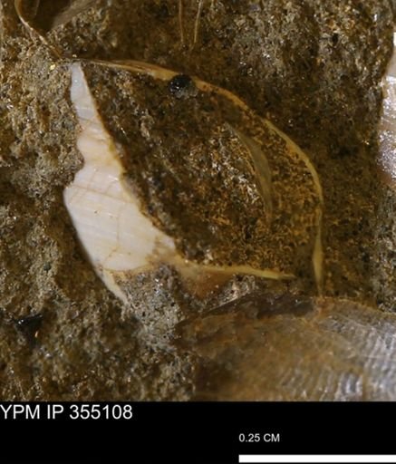 undet. Bivalvia