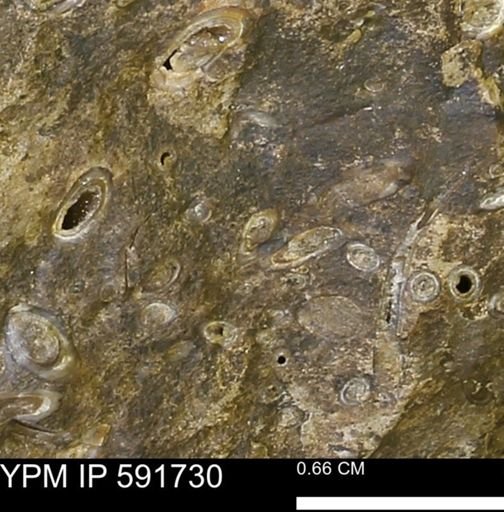 Serpulidae
