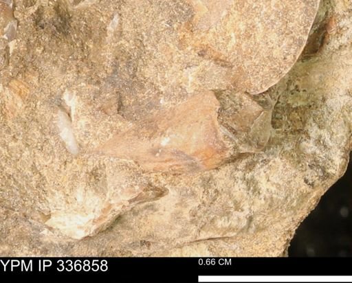 undet. Bivalvia