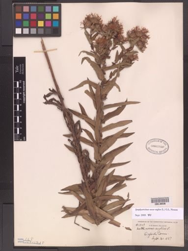 Symphyotrichum novae-angliae