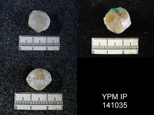 Martiniopsis sp.
