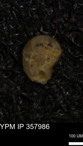 undet. Foraminiferida