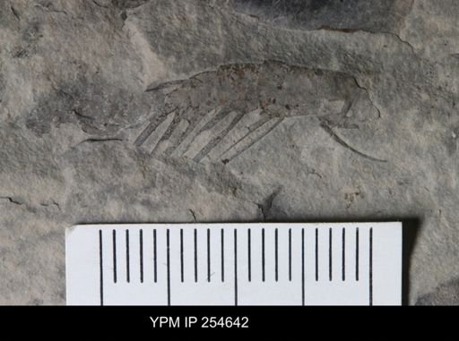 Eurypterida