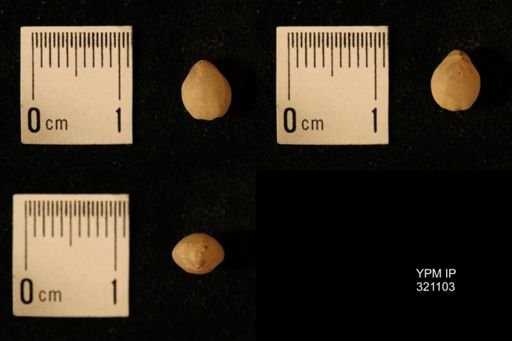 Dielasma breviplicatum