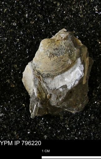 Spisula elliptica