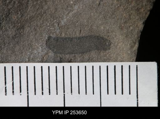 Eurypterus sp.