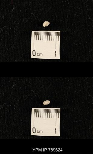 undet. Bryozoa