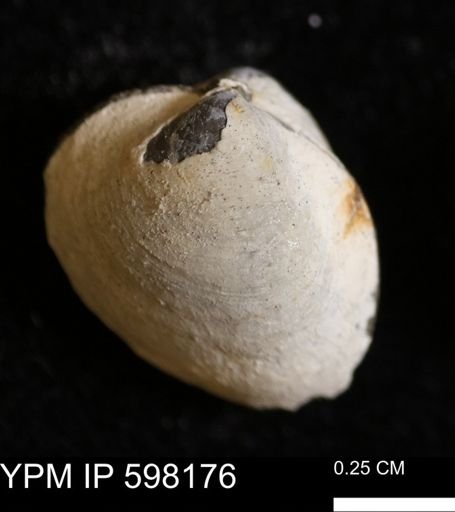 Limopsis striatopunctatus
