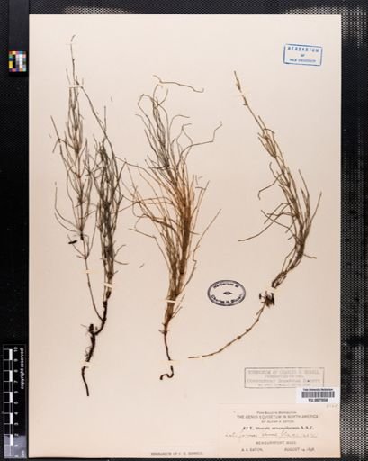 Equisetum