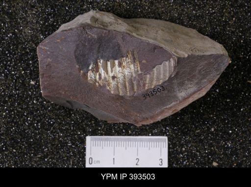 Scaphites sp.