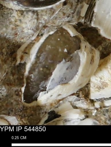 Corbulamella gregaria