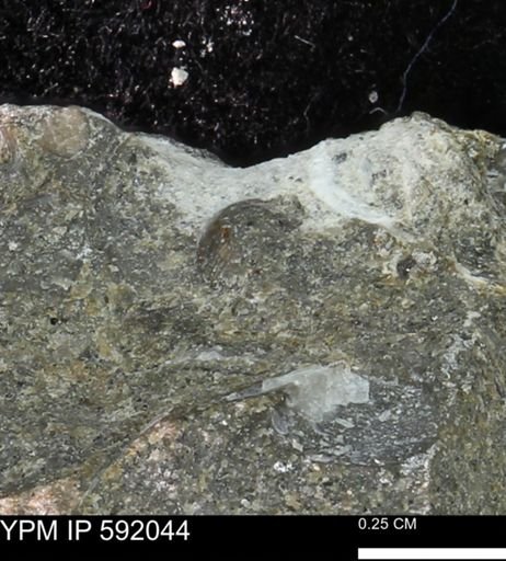 undet. Mollusca