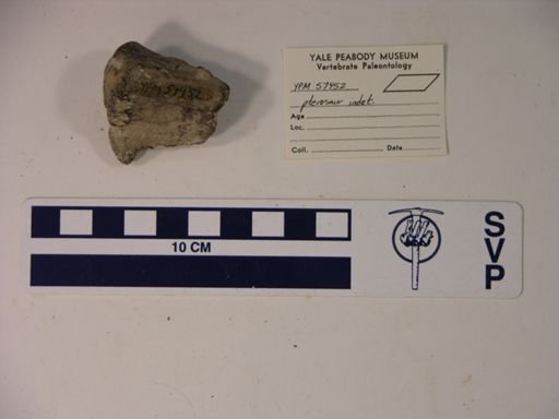 Pterodactylidae