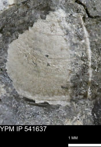 Limopsis striatopunctatus