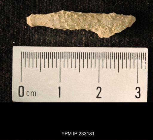Archaeocidaris sp.