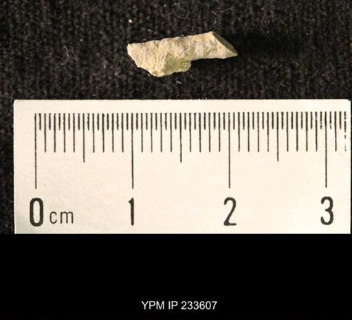 Archaeocidaris sp.