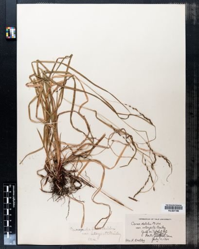 Carex debilis