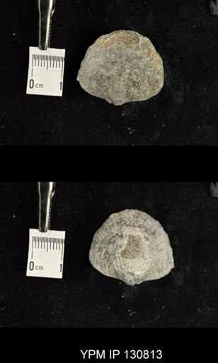 Spinatrypa spinosa
