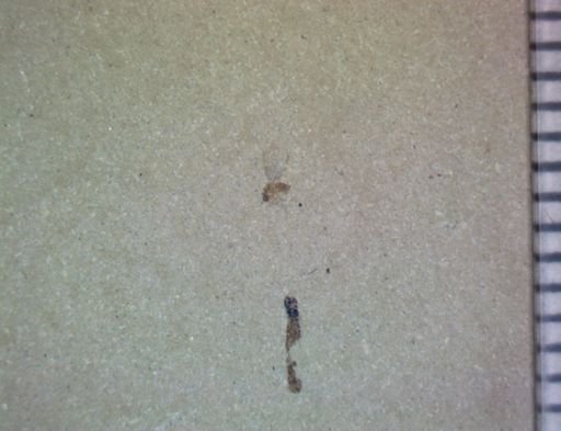 Diptera?