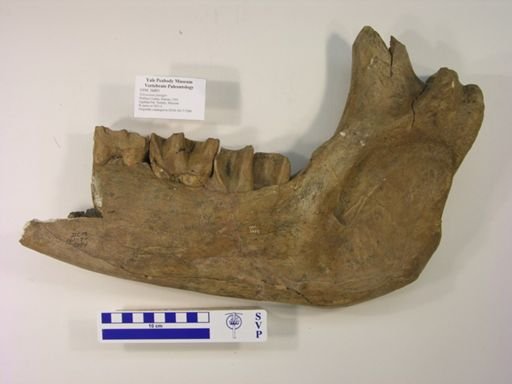 Teleoceras fossiger