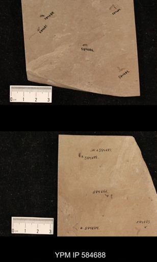 undet. Hexapoda